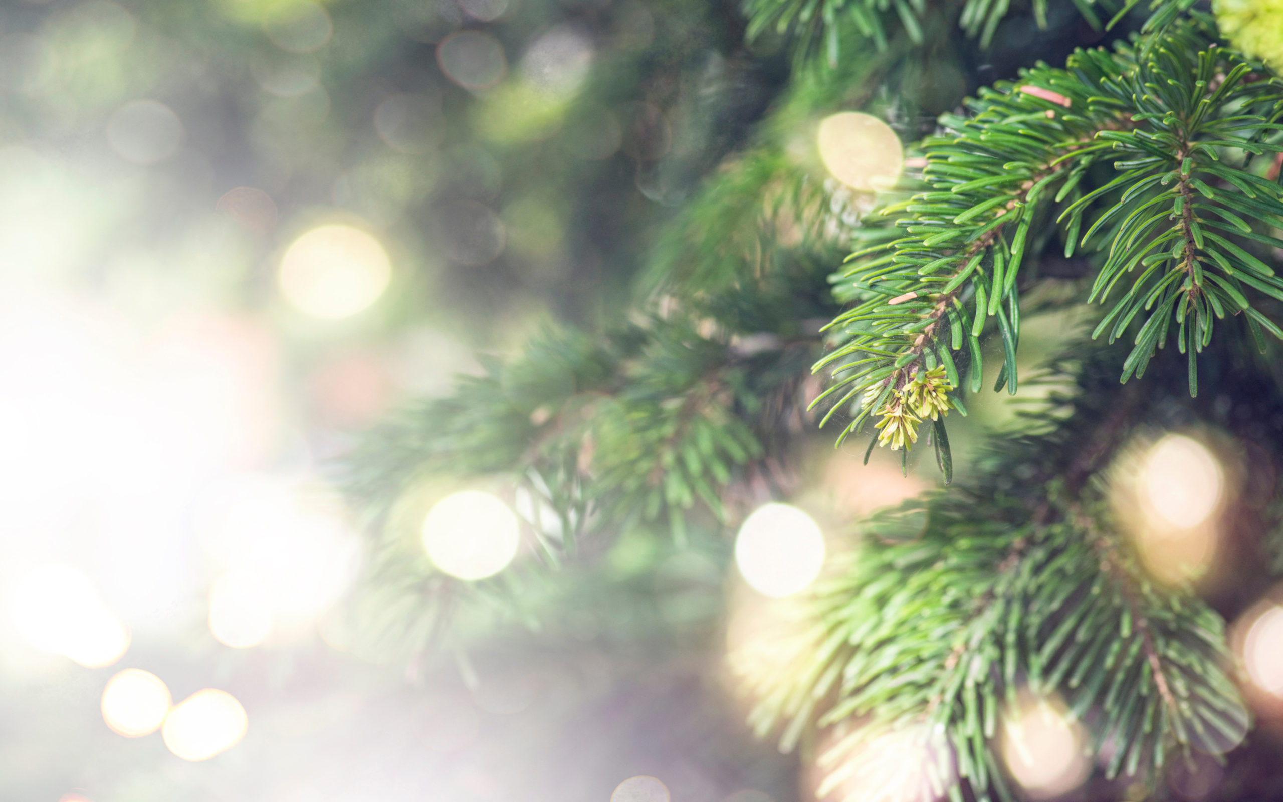 6 Ways to Safely Dispose of Your Christmas Tree - Marsh McLennan Agency ...